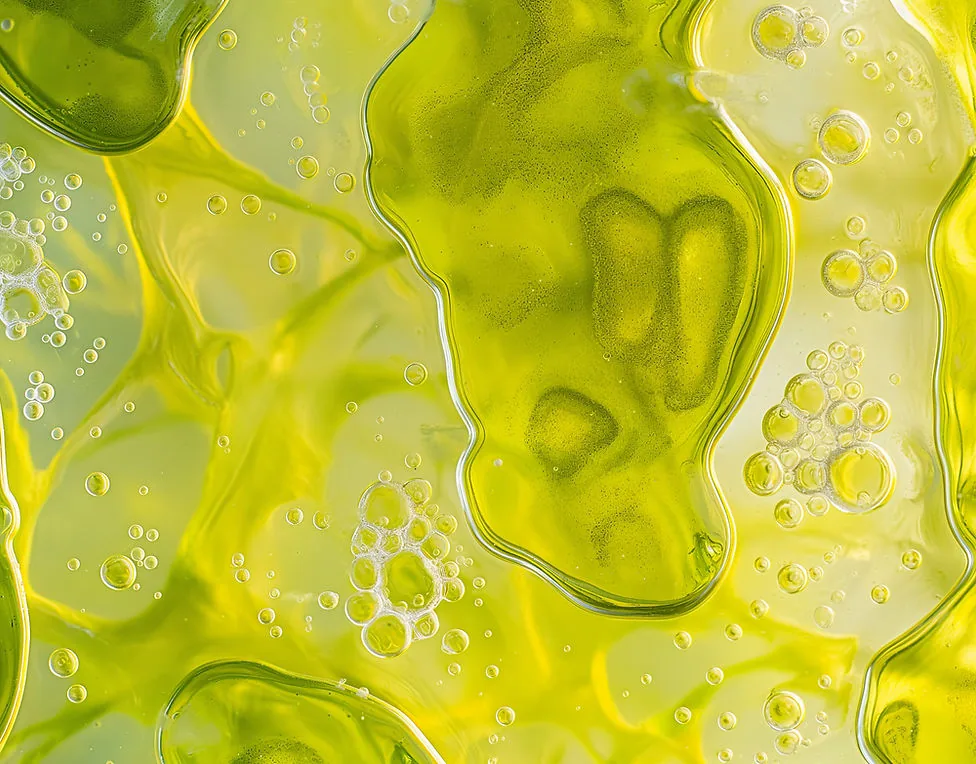 Revive and Recharge IV drip